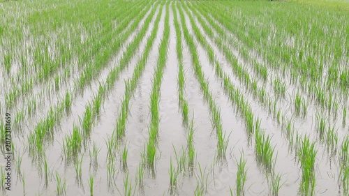 田植え直後の水田に降る梅雨の雨のスローモーション。規則正しく並ぶ苗の列。中央構図