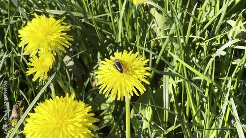 Dandelions in Slow Motion with Bumblebee in Sunny Field