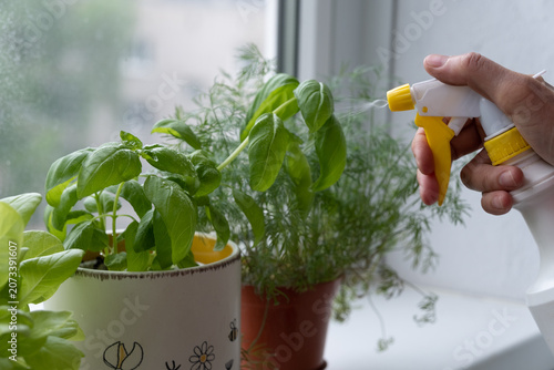 Bild auf Leinwand sprinkling herbs on a windowsill