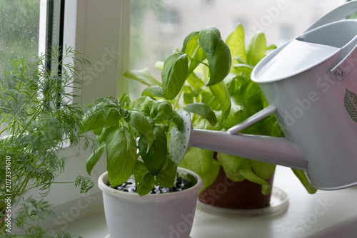 Fotografía Watering of herbs on windowsill