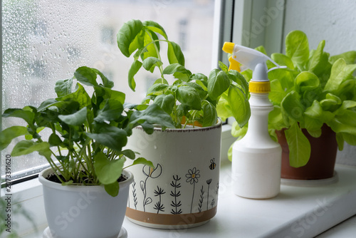 Bild auf Leinwand Herbs on window sill