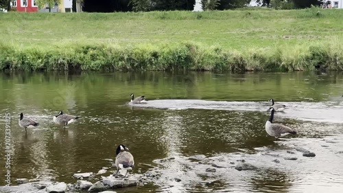 Geese Swimming in River with Slow Motion Effect