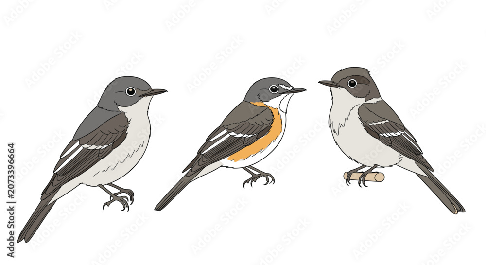 Obraz premium Vector illustration of three different species of small songbirds perched and facing different directions for nature art.