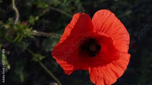 wild red beautiful poppy flower blossoming at field at sunset. top view.  macro