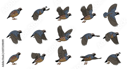 Detailed flight sequence of a California quail illustrates its unique head plume and plump body as it moves through various stages of wing flight.