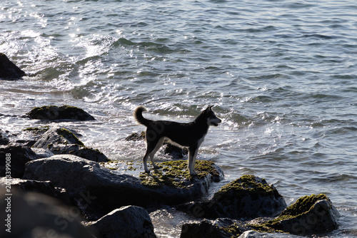 Siberian Husky Dog Standing on Rocky Seashore by Ocean Waves in Sunlight