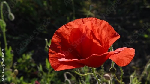 wild red beautiful poppy flower blossoming at field at sunset. macro