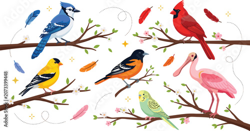 Photos Set of colorful songbird vector illustrations featuring blue jay cardinal goldfi
