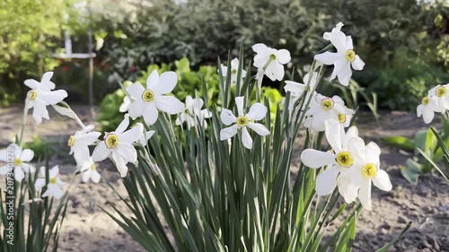 White Daffodils Swaying in Gentle Breeze in Garden