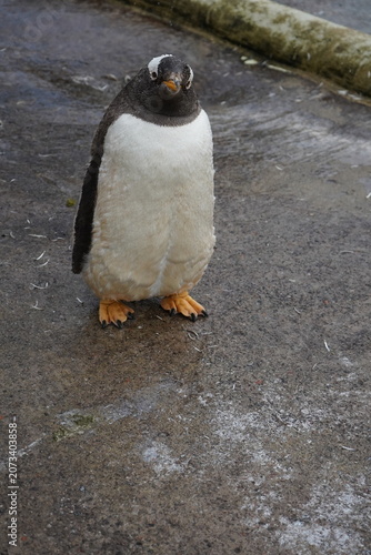Foto Gentoo Penguin Walking with Outstretched Wings in Zoo Enclosure