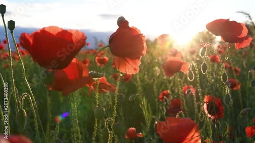 wild red beautiful poppies flowers blossoming at field at sunset.  close up