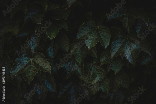 Foto Dark moody lush green ivy leaves climbing on a wall with climbing botanical back