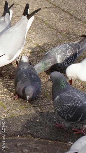 Vertical video: Attracting scattered food seagulls and pigeons pecking at pile on paved plaza