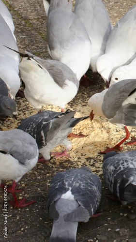 Vertical video: Crumbs luring gulls, pigeons pecking at park path for food, gripping pale strip