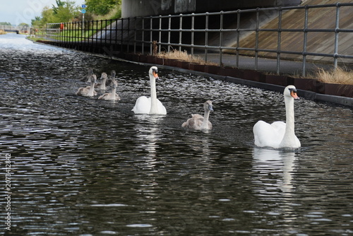 Canvastavla Mute Swan Family with Cygnets Swimming in Canal