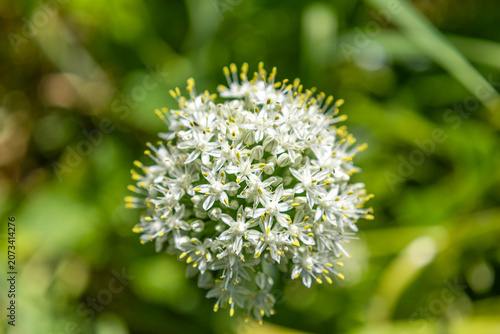 Macro spherical cluster allium inflorescence white star flowers bloom