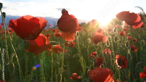 wild red beautiful poppies flowers blossoming at fiels at sunset.  close up