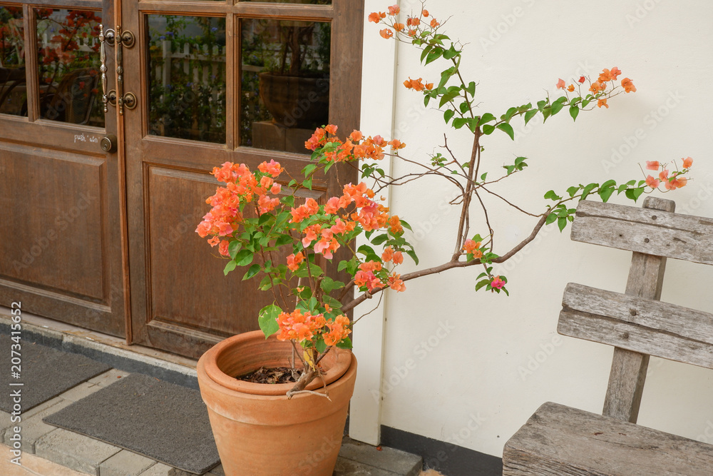 Fototapeta premium Flower Patio Pots and bench in garden,outdoor park,spring season,flower blooming,gardening,decor in cafe,cozy house.