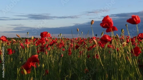 wild red beautiful poppies flowers blossoming at field at sunset. 
