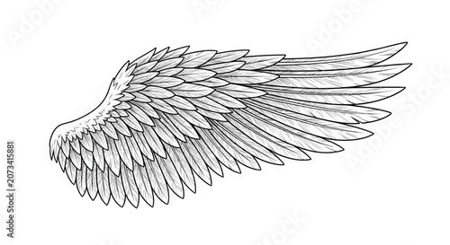 Highly detailed engraving style sketch of a single bird wing with elegant feathers spread on white background.