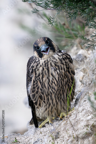 Peregrine falcon (Falco peregrinus) Juvenile