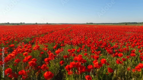 Aerial view of a vast red poppy flower field in full bloom under a clear blue sky