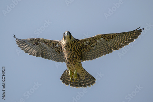 Peregrine falcon (Falco peregrinus) Juvenile
