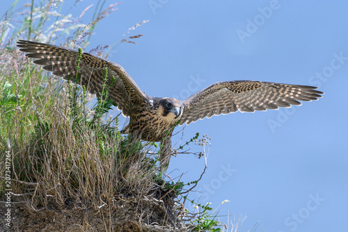 Peregrine falcon (Falco peregrinus) Juvenile