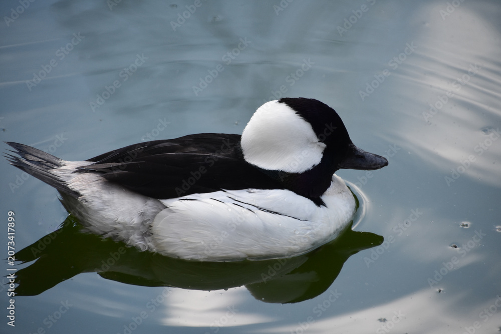 Fototapeta premium Charming Black and White Duck Baby in Pond Environment