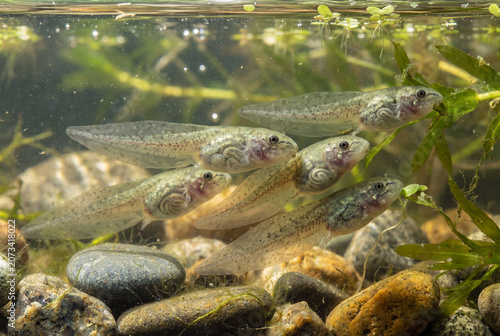 A school of tadpoles swimming underwater among pebbles and aquatic plants  