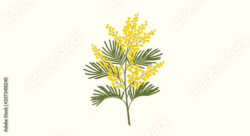 Delicate branch of yellow mimosa flowers with fluffy blossoms and green leaves isolated on a soft cream background.
