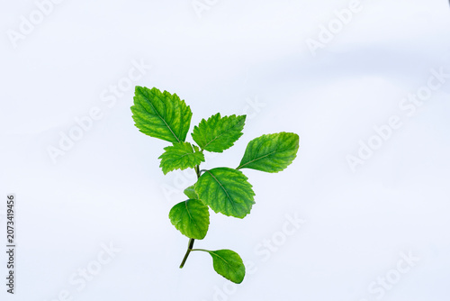 Foto Patchouli ( Pogostemon cablin ) against a white background, Patchouli leaves are the raw material for producing essential oil
