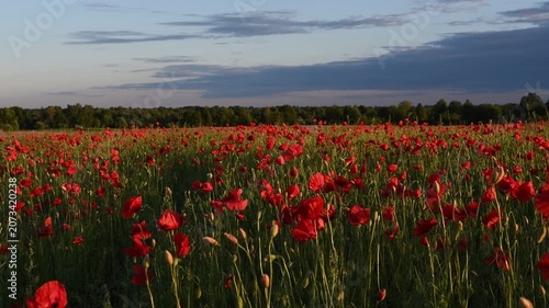 wild red beautiful poppies flowers blossoming at fiels at sunset. 