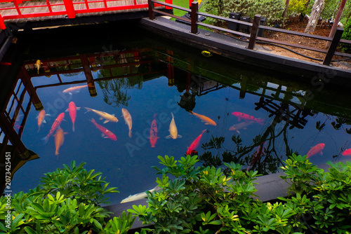 Foto Colorful fancy carp fish (koi fish) in a garden pond in Japan,nishikigoi or orange carp and Red bridge and pond in Japanese garden