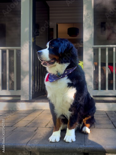 Bernese Mountain Dog, America