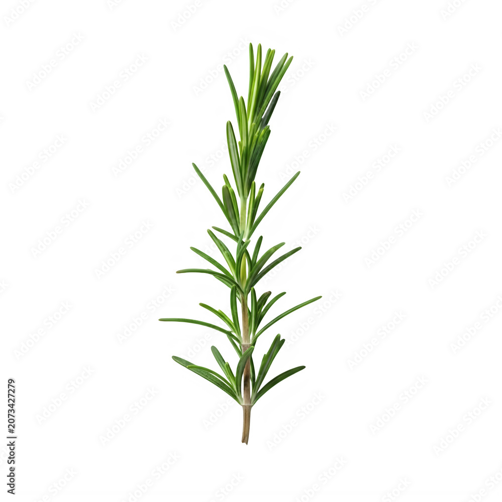 Fototapeta premium Fresh rosemary sprig on white background