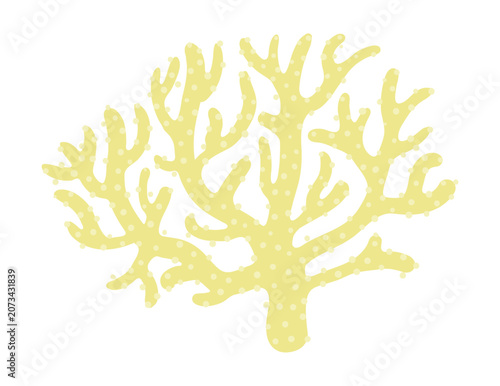 Coral, stony coral, colony illustration isolated. Aquatic, marine life, fauna...