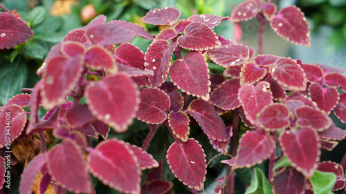 Vibrant red and purple coleus plant leaves close-up