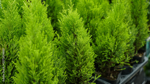 Young lemon cypress trees in plastic pots at a nursery