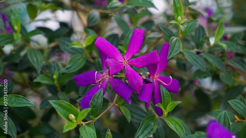 Beautiful purple princess flower blooming in the garden