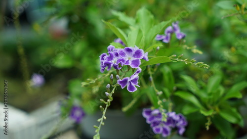 Beautiful purple sky flower blooming in the garden