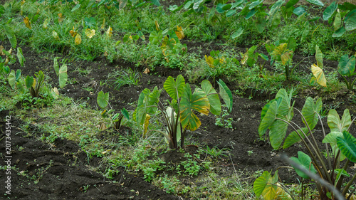 Green taro plants growing in a farm field
