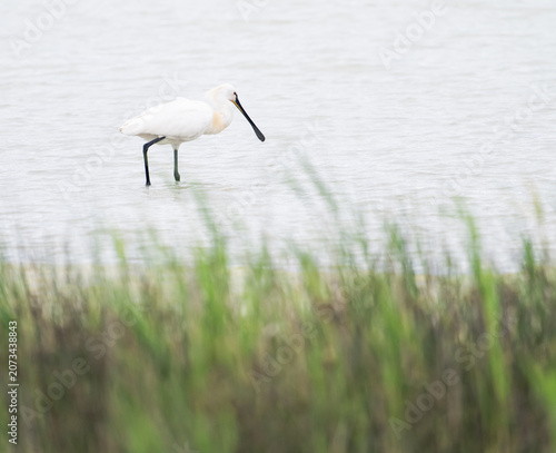 Photography spoonbill bird