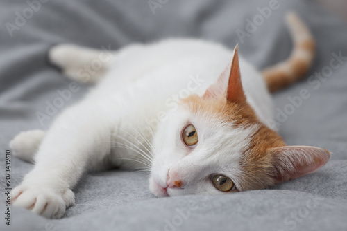 Fotografia Overweight cat resting on blanket at home
