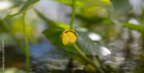 Foto Yellow flowering lily with bud