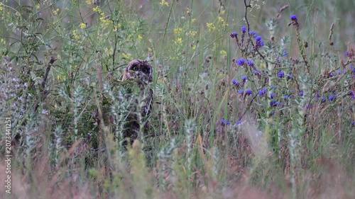 Short-eared Owl Chick (Asio flammeus) Hiding in Grass in the Wild Slow Motion