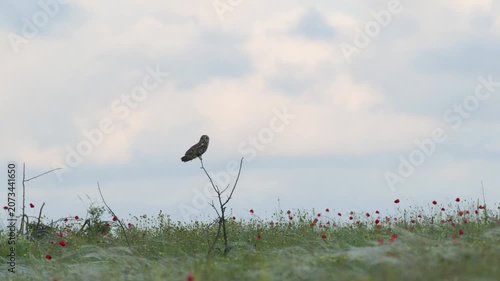 Short-eared Owl (Asio flammeus) Perched on a Shrub Branch in Meadow Slow Motion
