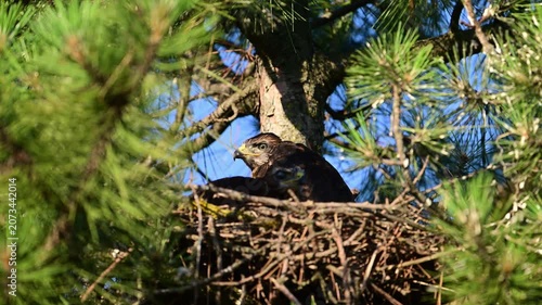 Common Buzzard Chicks (Buteo buteo) Hiding in Nest on Tree Slow Motion