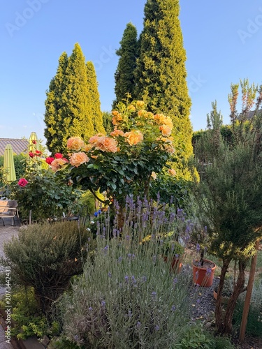 Garten im Sommer.