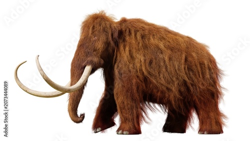 Bild auf Leinwand Isolated studio shot of a prehistoric woolly mammoth standing against a white ba